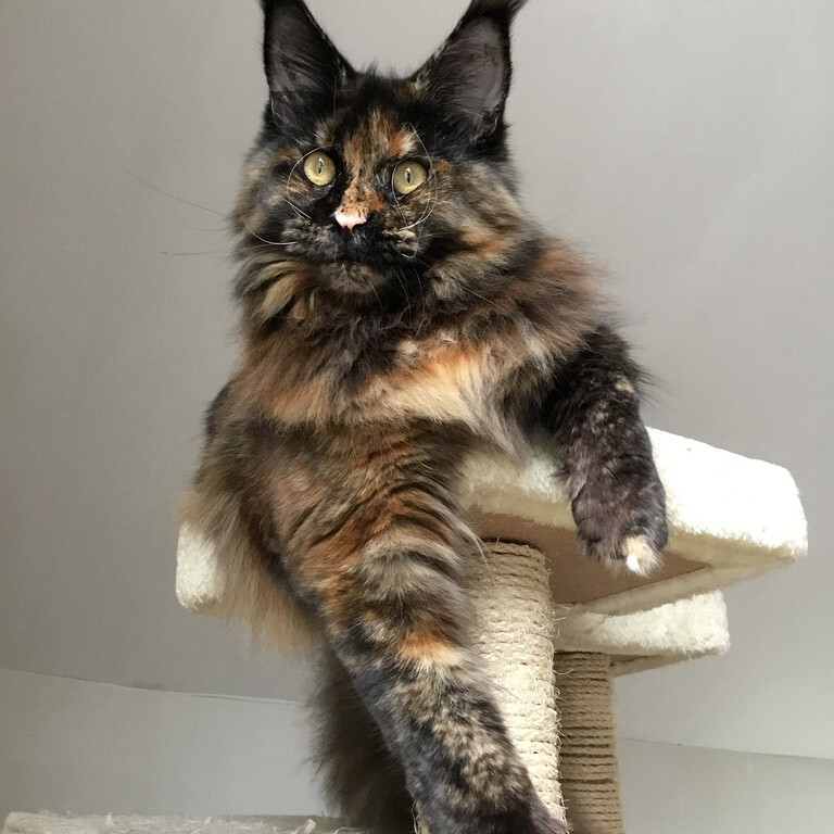 Maine Coon female cat Barista StarPaws, color f