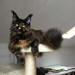 Maine Coon female cat Barista StarPaws, color f
