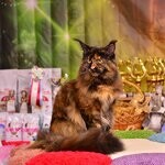 Maine Coon female cat Barista StarPaws, color f
