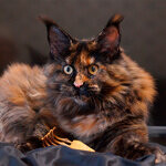 Maine Coon female cat Barista StarPaws, color f