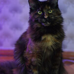Maine Coon female cat Barista StarPaws, color f