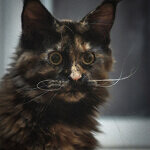 Maine Coon female cat Barista StarPaws, color f