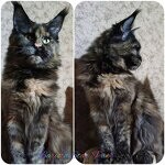 Maine Coon female cat Barista StarPaws, color f