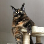 Maine Coon female cat Barista StarPaws, color f
