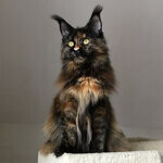 Maine Coon female cat Barista StarPaws, color f