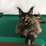 Maine Coon female cat Barista StarPaws, color f