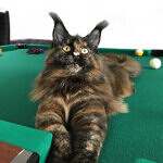 Maine Coon female cat Barista StarPaws, color f