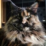Maine Coon female cat Barista StarPaws, color f