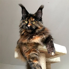 Maine Coon female cat Barista StarPaws, color f