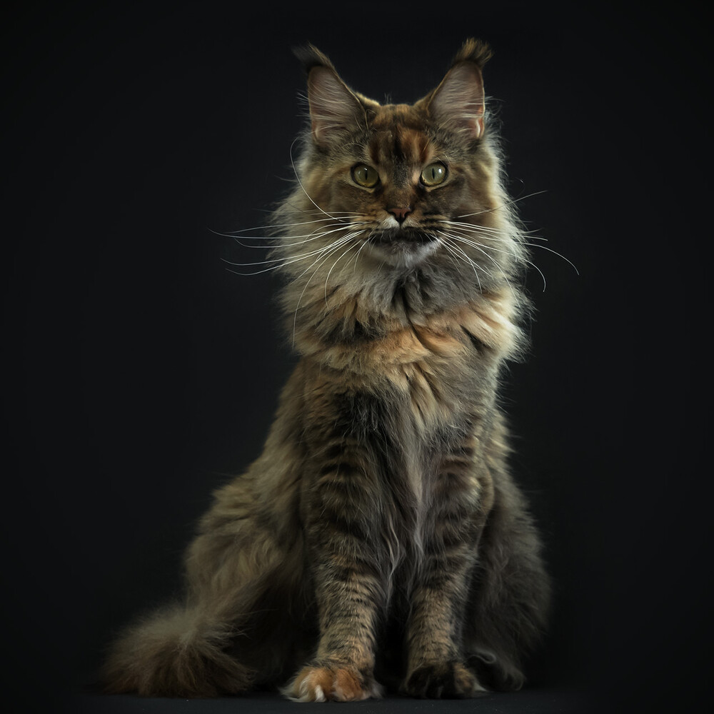 Maine Coon female cat Bella StarPaws, color f 25