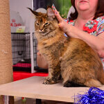 Maine Coon female cat Bella StarPaws, color f 25