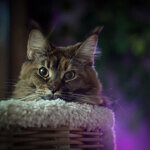 Maine Coon female cat Bella StarPaws, color f 25