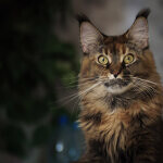 Maine Coon female cat Bella StarPaws, color f 25