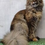 Maine Coon female cat Bella StarPaws, color f 25