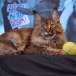 Maine Coon female cat Bella StarPaws, color f 25