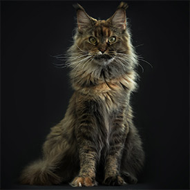 Maine Coon female cat Bella StarPaws, color f 25