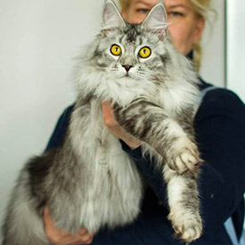 Maine Coon female cat Cassandra StarPaws, color ns 25