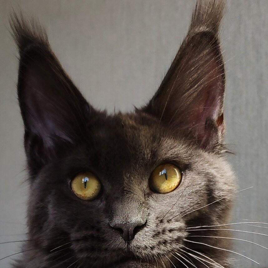 Maine Coon female cat Chelsy StarPaws, color a