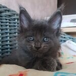 Maine Coon female cat Chelsy StarPaws, color a