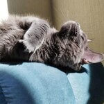 Maine Coon female cat Chelsy StarPaws, color a