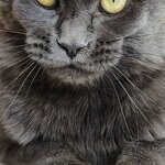 Maine Coon female cat Chelsy StarPaws, color a