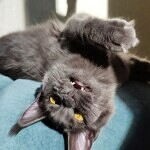 Maine Coon female cat Chelsy StarPaws, color a