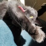 Maine Coon female cat Chelsy StarPaws, color a