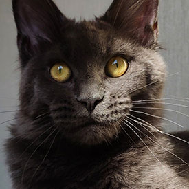 Maine Coon female cat Chelsy StarPaws, color a
