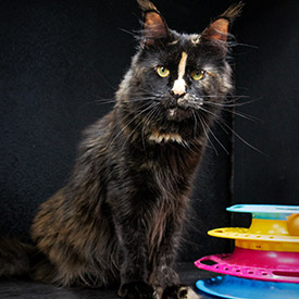 Maine Coon female cat Christine StarPaws, color f