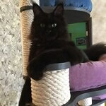 Maine Coon female cat Clara StarPaws, color n