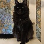 Maine Coon female cat Clara StarPaws, color n