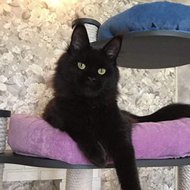 Maine Coon female cat Clara StarPaws, color n