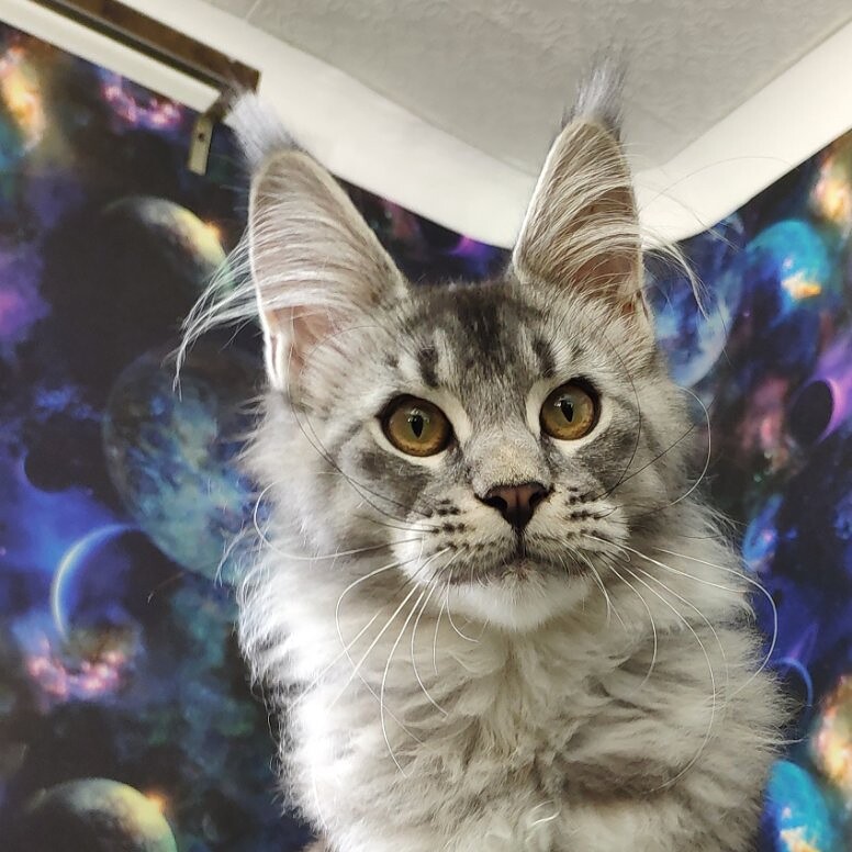 Maine Coon female cat Danaya StarPaws, color fs 22