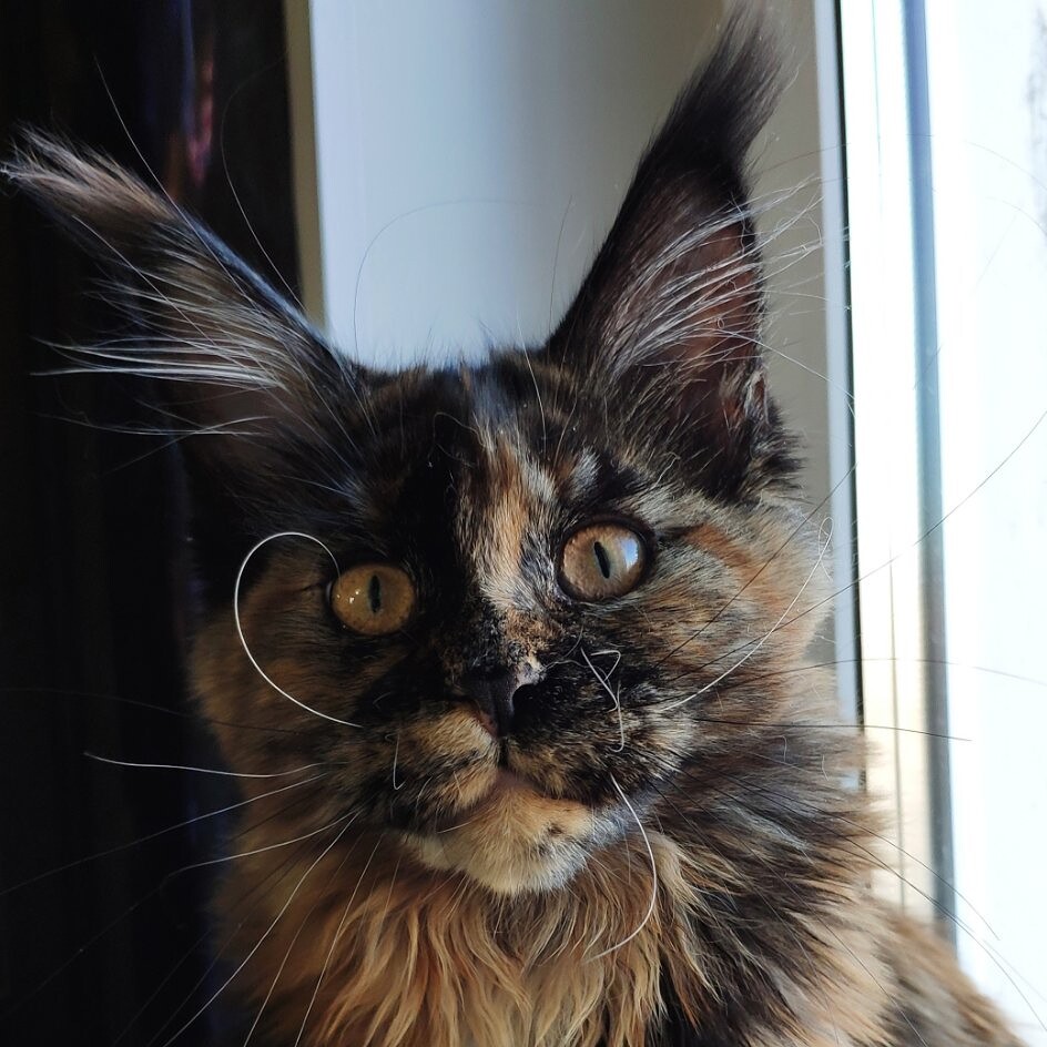 Maine Coon female cat Elisa StarPaws, color f
