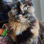 Maine Coon female cat Elisa StarPaws, color f