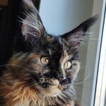 Maine Coon female cat Elisa StarPaws, color f