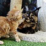Maine Coon female cat Elisa StarPaws, color f