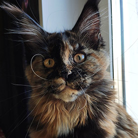 Maine Coon female cat Elisa StarPaws, color f