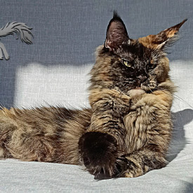 Maine Coon female cat Ema StarPaws, color f