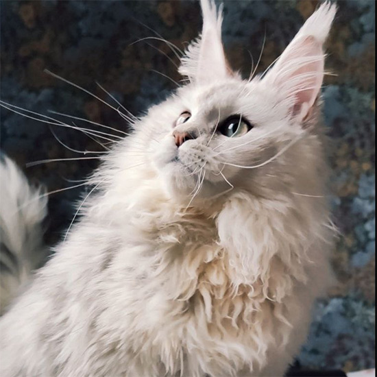 Maine Coon female cat Eva StarPaws, color fs 11
