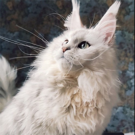 Maine Coon female cat Eva StarPaws, color fs 11
