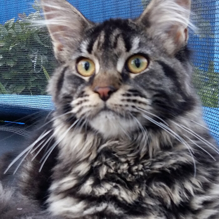 Maine Coon female cat Harmony StarPaws, color n 22
