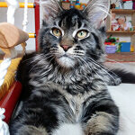 Maine Coon female cat Harmony StarPaws, color n 22