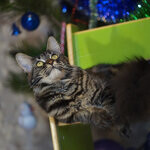 Maine Coon female cat Harmony StarPaws, color n 22