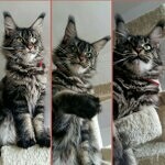 Maine Coon female cat Harmony StarPaws, color n 22