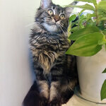 Maine Coon female cat Harmony StarPaws, color n 22
