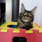 Maine Coon female cat Harmony StarPaws, color n 22