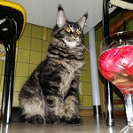 Maine Coon female cat Harmony StarPaws, color n 22