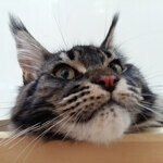 Maine Coon female cat Harmony StarPaws, color n 22