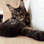 Maine Coon female cat Harmony StarPaws, color n 22